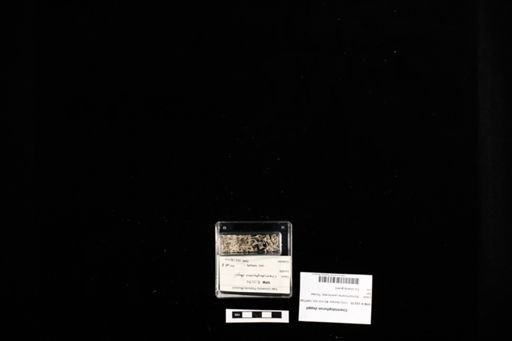Cnemidophorus deppii