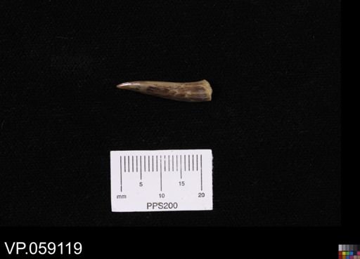 Enchodus?