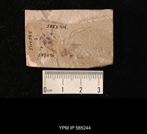 undet. Coleoptera