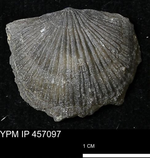Stropheodonta sp.