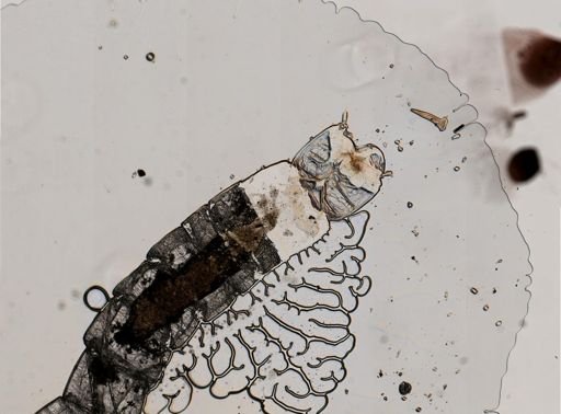 Glyptotendipes senilis