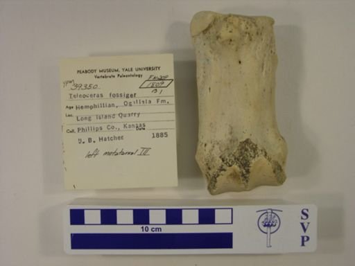 Teleoceras fossiger