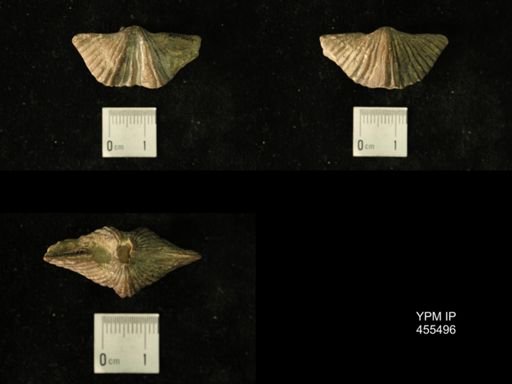 Platystrophia acutilirata