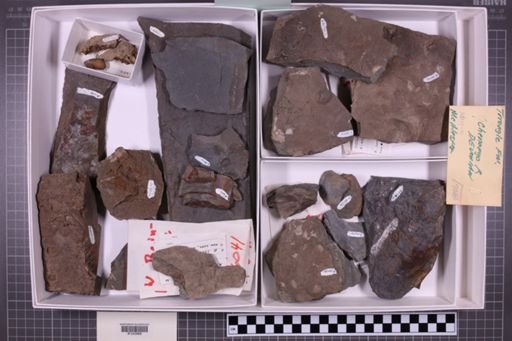 mixed taxa, stratigraphic collection