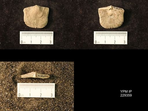 Derbya crassa texana