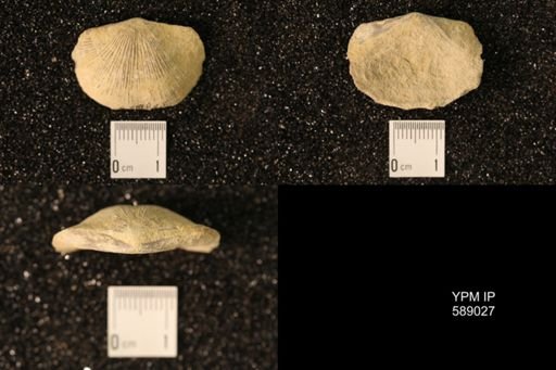 Dinorthis subquadrata