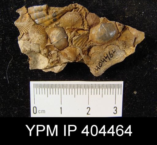 Devonochonetes sp.