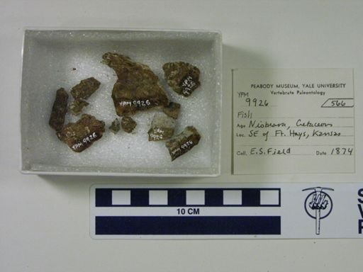 undet. Actinopterygii