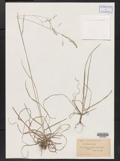 Poa languida