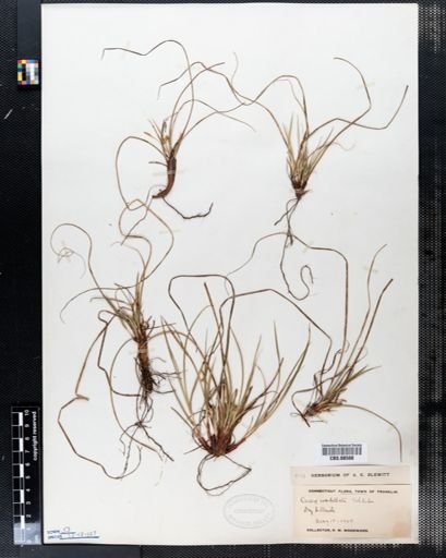 Carex umbellata