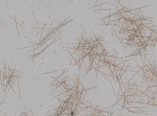 Lissodendoryx (Anomodoryx) sigmata