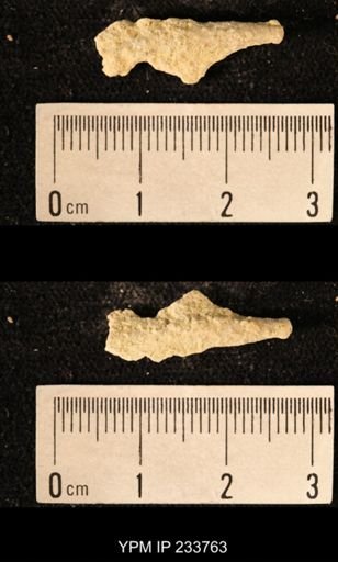 Archaeocidaris sp.
