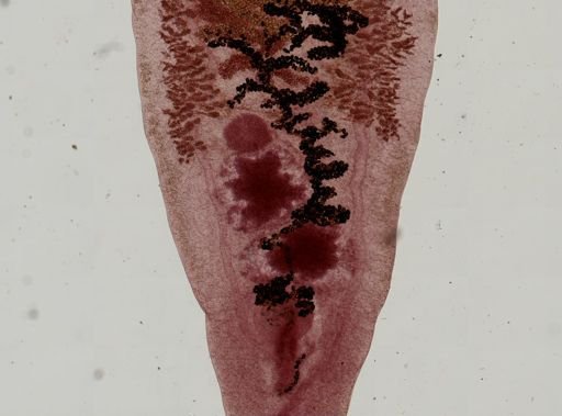 Dicrocoelium dendriticum