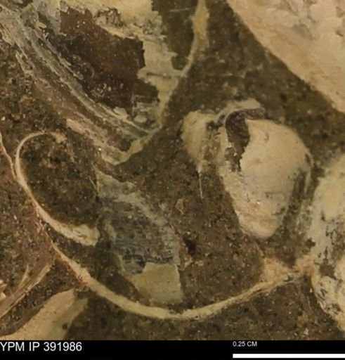 Protocardia sp.