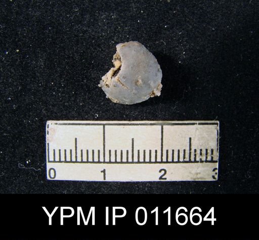 Marginifera cristobalensis