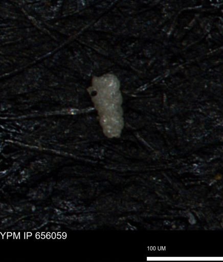 Verneuilinoides kansasensis