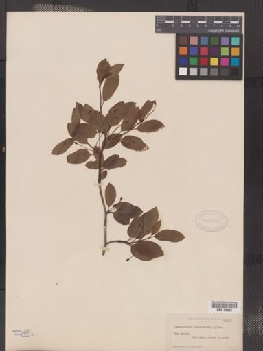 Ilex mucronata