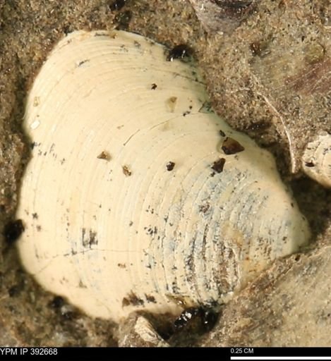 Protocardia subquadrata
