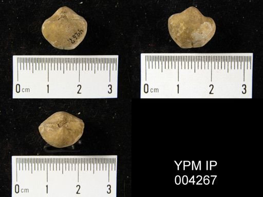 undet. Brachiopoda