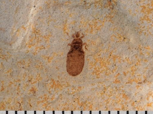 Heteroptera?