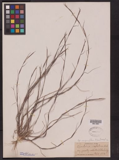 Sporobolus vaginiflorus