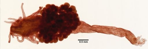 Clava multicornis