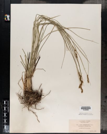 Carex