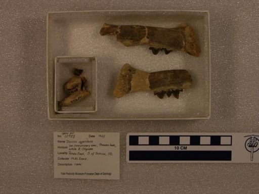Dinictis squalidens