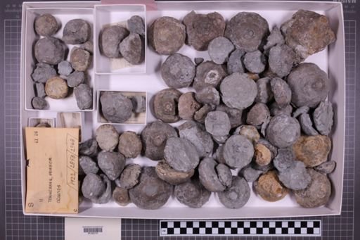 mixed taxa, stratigraphic collection