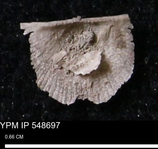 Stropheodonta perplana