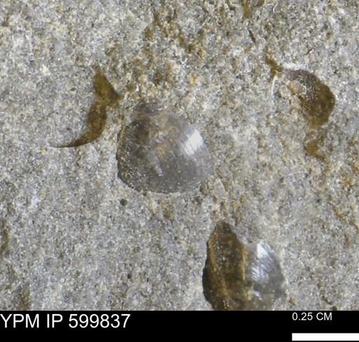 Protocardia subquadrata