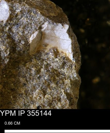 Mollusca
