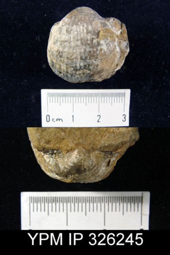 Pustula nebrascensis