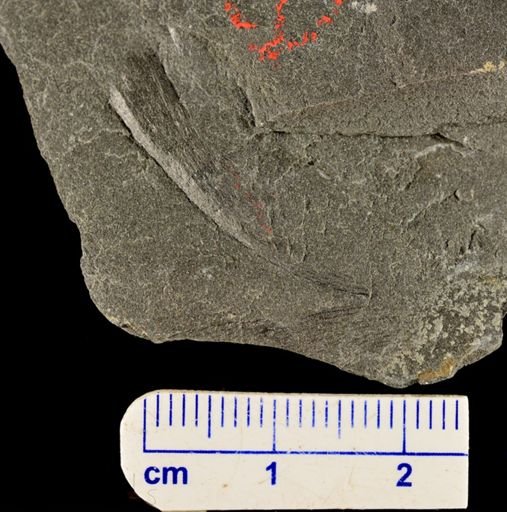 Eddya sullivanensis