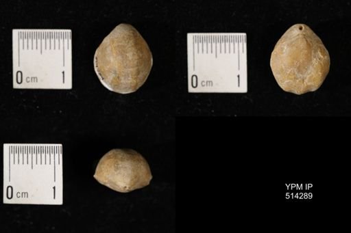 Dielasma breviplicatum