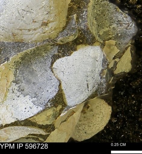 undet. Bivalvia