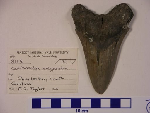 Carcharodon sp.