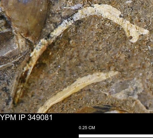 undet. Bivalvia