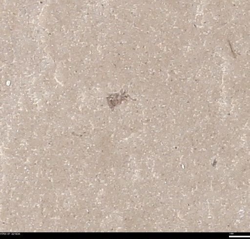 undet. Insecta