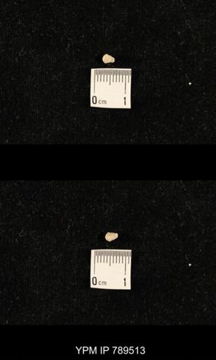 undet. Bryozoa