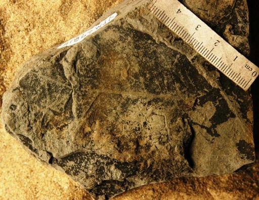 Sapindus brittonii