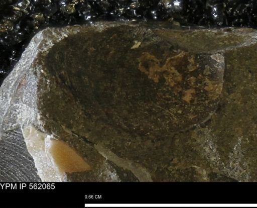 Limopsis sp.
