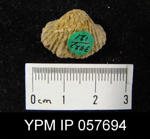 Anastrophia verneuili
