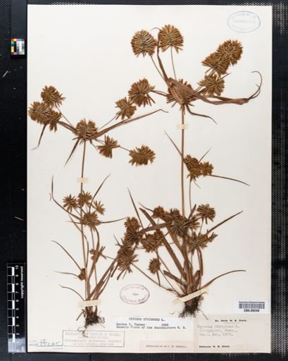 Cyperus strigosus