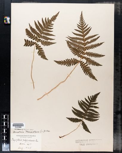Phegopteris polypodioides