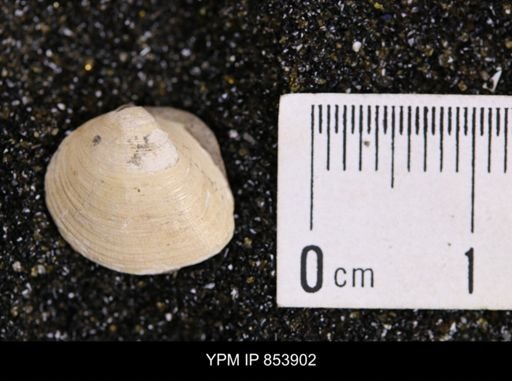 Limopsis striatopunctatus