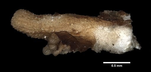 Allasterias rathbuni