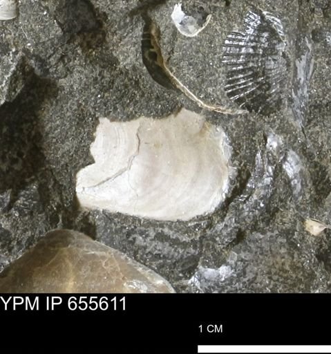 undet. Bivalvia