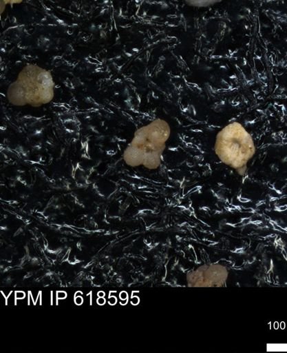 undet. Foraminiferida