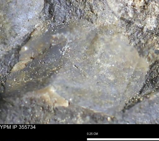 undet. Bivalvia